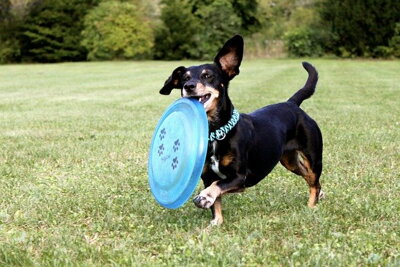 Frisbee pre psov