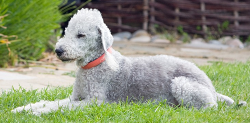 Bedlington teriér