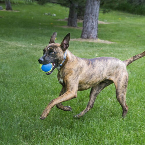 KONG Ultra SqueakAir ball