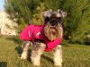 Polly v Hurtta Summit Parka