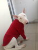Bultík Arthur v oblečení Polarvet v červenej farbe