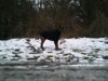 Boxer BARON v roláku POLARVET SLIM