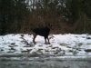 Boxer BARON v roláku POLARVET SLIM