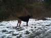 Boxer BARON v roláku POLARVET SLIM