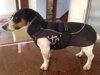 Jack Russell v Hurtta Winterjacket