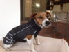Jack Russell v Hurtta Winterjacket