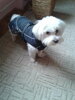 Maltezáčik v Hurtta Winter Jacket