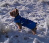 Yorkšír Max v bunde Hurtta Winter Jacket