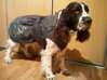 Anglický špringer španiel vo veste Hurtta Raincoat
