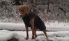 Weimar v Hurtta Winter Jacket