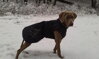 Weimar v Hurtta Winter Jacket