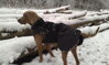 Weimar v Hurtta Winter Jacket