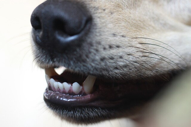 Zápach z úst u psa