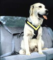 Testovaný bezpečnostný autopás pre psov All Safe, L