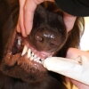 Starostlivosť o zuby a ďasná psa | superpes.sk