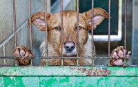 Pomoc pre opustené psíky v útulku Piešťany