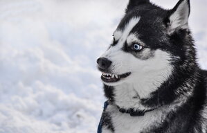 Cave Canem (Pozor na psa)