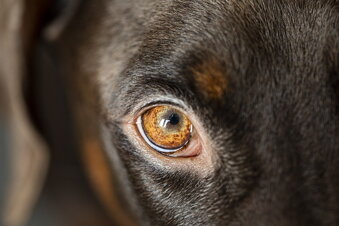 Starostlivosť o oči psa
