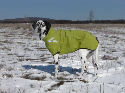 Dalmatin v Hurtta Frost Jacket